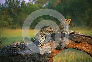 Leopard lying on tree stump