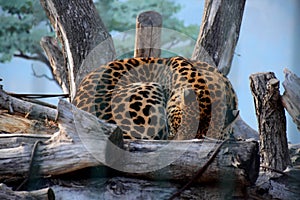 Leopard lying in the zoo