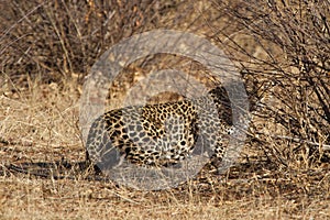 Leopard, Madikwe Game Reserve