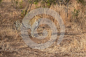 Leopard male walking on the plains