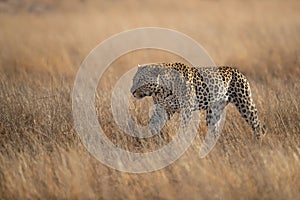 Leopard male walking on the plains