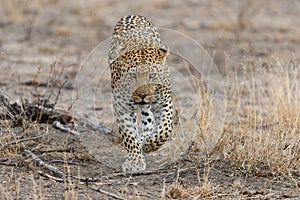 Leopard male walking on the plains in Sabi Sands Game Reserve