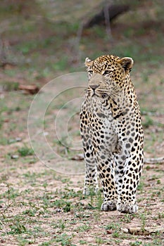 Leopard male walking in Sabi Sands