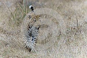 Leopard male walking in Sabi Sands Game Reserve