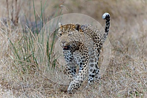 Leopard male walking in Sabi Sands Game Reserve