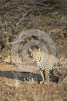 A leopard marking its territory