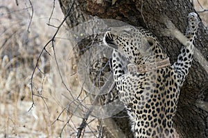 Leopard marking its territory in Namibia