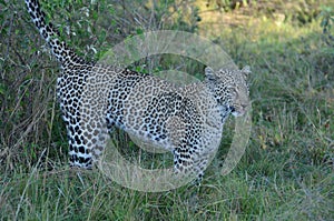 Leopard Marking in the Shadows Tom Wurl