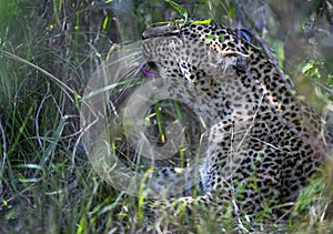 Leopard in the Masai Mara Kenya