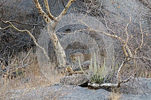 Leopard Mating Pair at Bera,Rajasthan,India