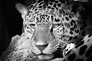 Leopard at the Milwaukee County Zoo