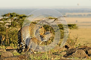 Leopard mom and her baby, kenya