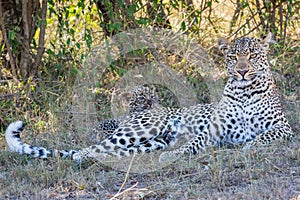 Leopard Mom with Leopard Cub