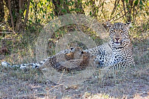 Leopard Mom and Suckling Cubs