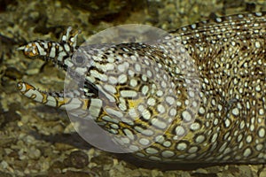 The Leopard moray eel Enchelycore pardalis.