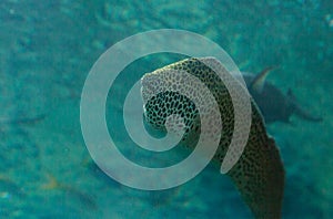 Leopard moray eel, Enchelycore pardalis