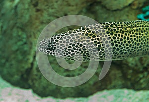 Leopard moray eel, Enchelycore pardalis