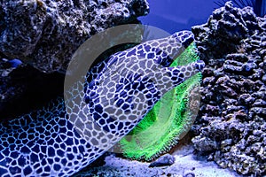 Leopard moray eel fish
