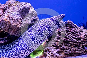 Leopard moray eel fish