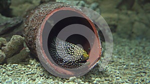 Leopard moray eel has become quiet while hunting or resting in fragments of an old clay jug at the bottom of aquarium