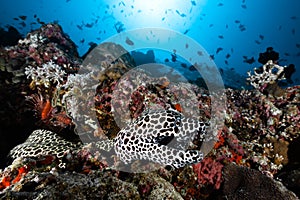 Leopard moray eel