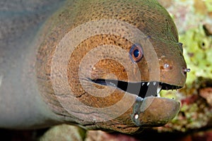 Leopard moray eel