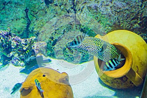 Leopard moray eel in Sealife aquarium Istanbul city Turkey