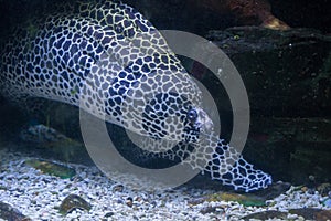 Leopard Moray in Moscow zoo