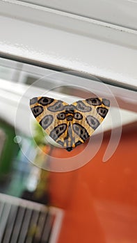 Leopard Moth Close Up Photo photo