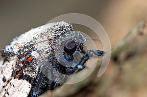 Leopard Moth.