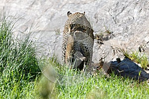 Leopard mother carrying her cub in Masai Mara, Kenya