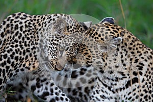 Leopard mother and cub in Sabi Sands Game Reserve