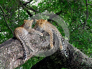 Leopard mother and cub in tree, Kruger Park, South Africa