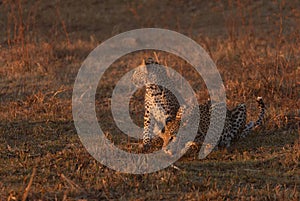 Leopard mother and cub at a waterhole.