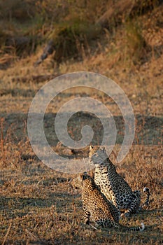 Leopard mother and her cub.