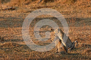 Leopard mother and her cub.