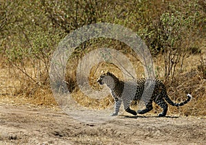 Leopard moving in its habitat, Masai Mara