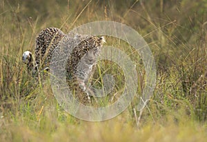 A leopard moving in the svannah, Masai Mara