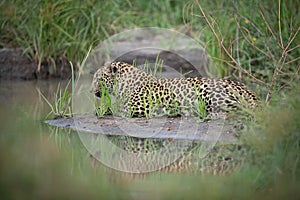 Leopard on a muddy island