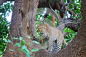 Leopard in National Park South Luangwa