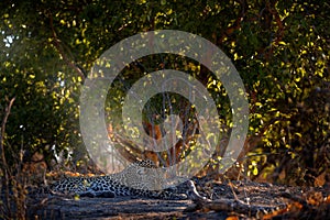 Leopard in the nature, lying under the tree. Leopard in Savuti, Chobe NP in Botswana. Africa wildlife. Wild cat hidden in the