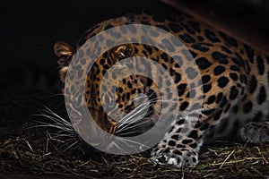 Leopard in the night. Far Eastern leopard growls evilly at you from the dark. anger of a dangerous rare cat