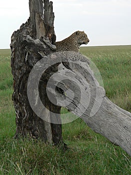 Leopard in observer position