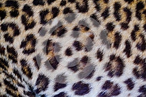 Leopard and ocelot skin texture background