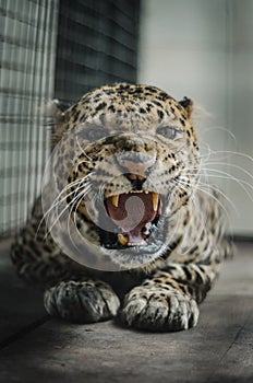 Panthera pardus melas