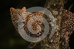 Leopard opens mouth on branch looking up