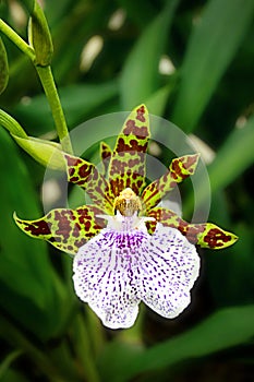 Leopard Orchid