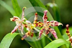 Leopard orchid