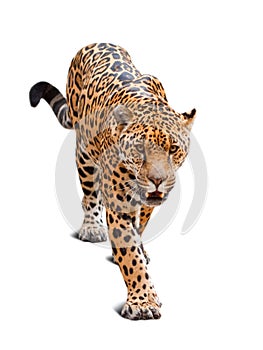 Leopard over white background photo