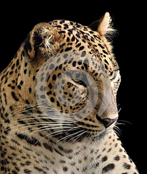 Leopard, panter